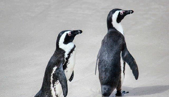 Bei Glatteis sind Pinguine unsere Vorbilder: Sie laufen nach vorne gebeugt mit kleinen Schritten, die Sohlen möglichst am Boden. Symbolbild: RosZie / Pixabay